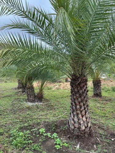 Tamareiras Medjool e Canárias