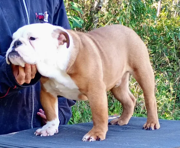 Filhote de Bulldog 