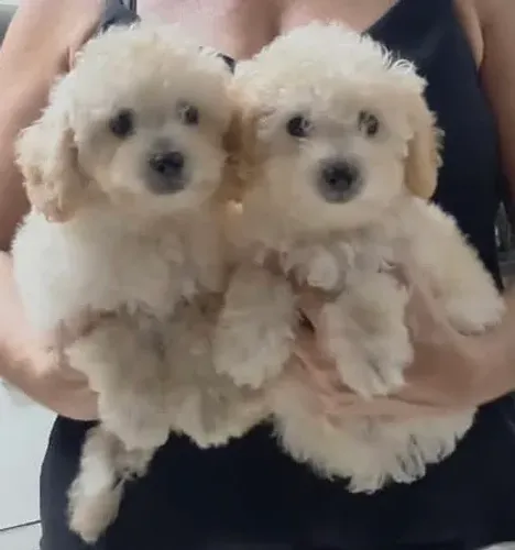 Poodle Fêmea em até 10x S/Juros 