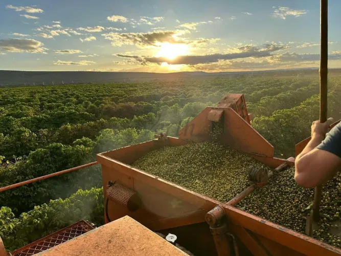 FAZENDA DE CAFÈ, ALTA PRODUTIVIDADE À VENDA  NORTE DE MINAS GERAIS