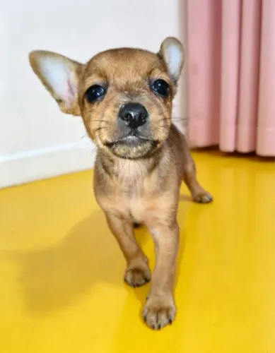 Pinscher filhotes 