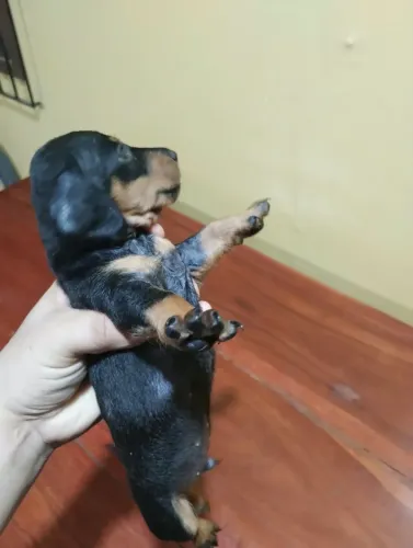 Filhotes de cachorro Dachshund disponíveis (Salsichinha)