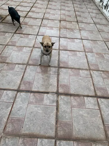 Doação conjunta de irmãos pinscher