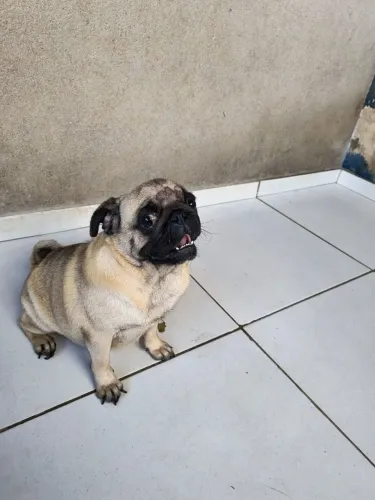 Vendo pug femea