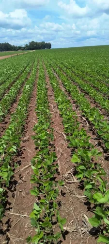 Fazenda de arrendamento 1.050hec em tangará da serra MT.