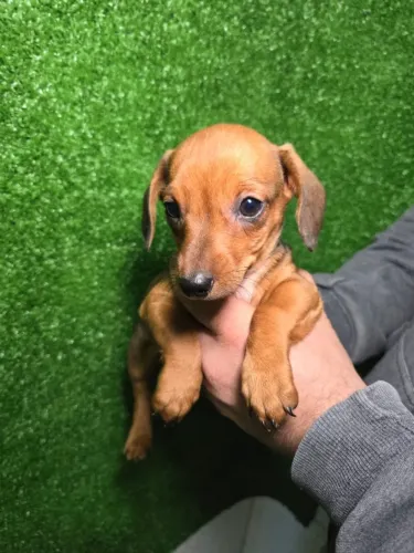 basset daschund teckel incrível para fazer parte daqui