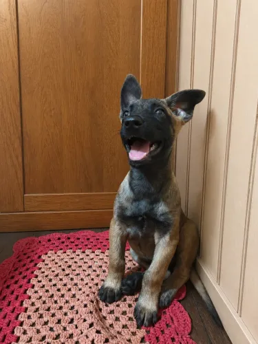 Pastor Belga Malinois