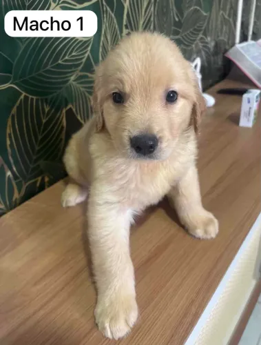 FILHOTES GOLDEN RETRIEVER