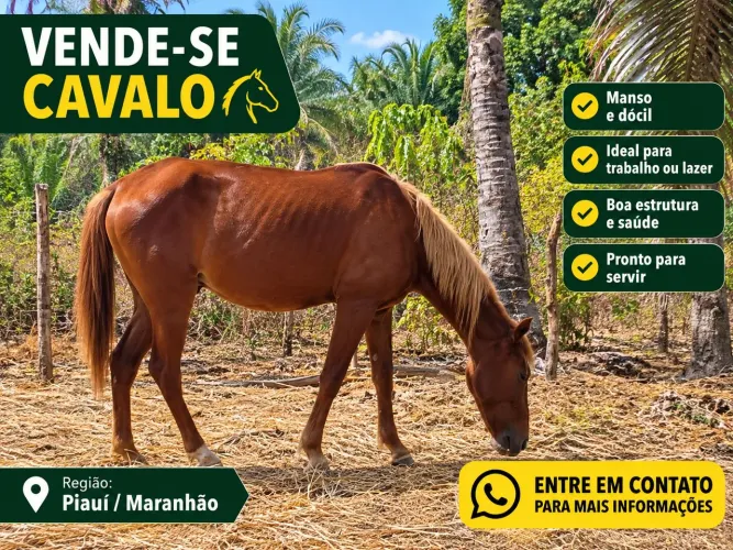 Cavalo Comum 