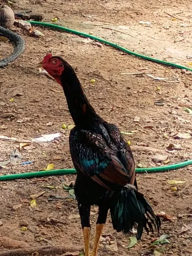 Vende-se frango carioca de boa procedência.