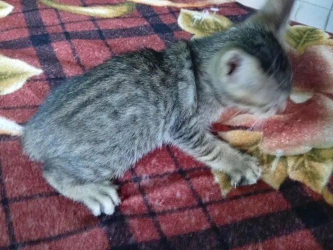 Filhote de gato 
