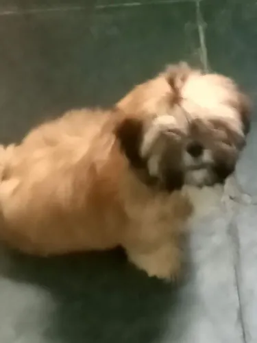 vendo Shitzu 2 anos com toda vacinação em dia