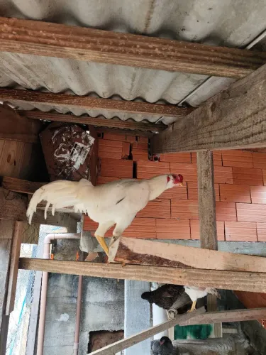 Galo novo