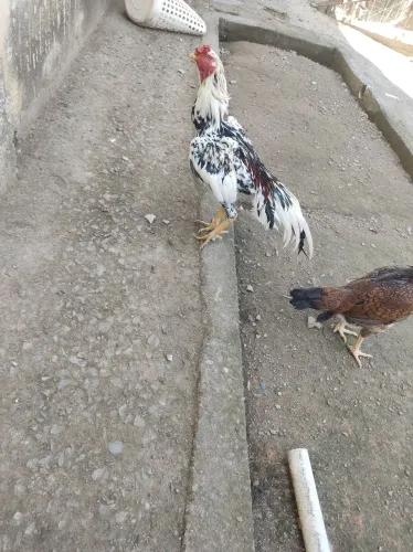 Vendo esse galo índio