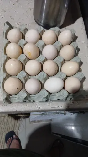 Ovos de Galinha Caipira Galado