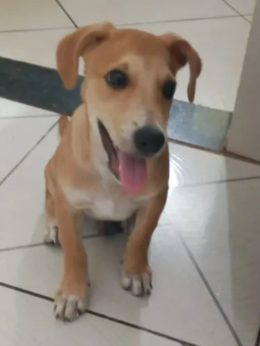 Lindos Caramelos tipo pisher