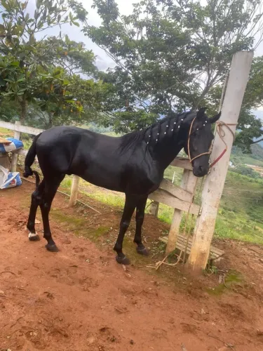 Cavalo mangalarga marcha batida.