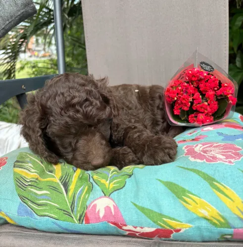  fêmea poodle GIGANTE marrom 