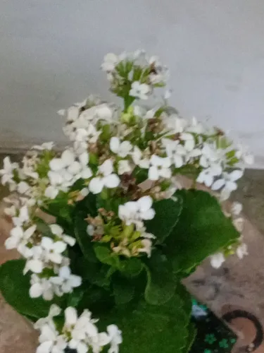 Muda kalanchoe branca