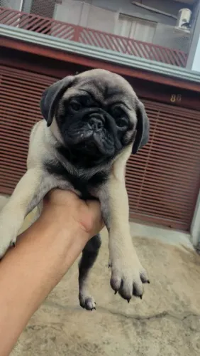 Filhote pug, Quem precisa de um despertador quando se tem um filhote animado?