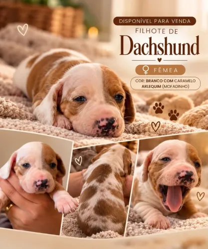 Dachshund ou teckel (Salsicha) Filhotes para Venda