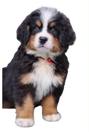 Bernese Fêmea Pedigreee e Microchip 
