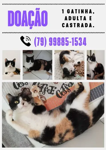 Doação de 1 gatinha (adulta e castrada)