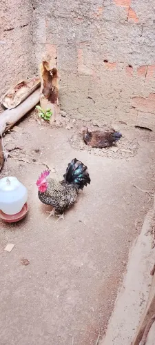 Venda