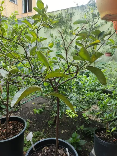 Muda frutífera de limão adulto leia o anúncio