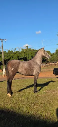 Potro Elite Registrado Mangalarga Machador - Domado