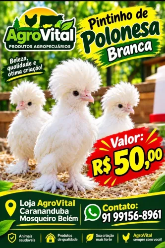 Vendo pintinhos galinha polonesa 