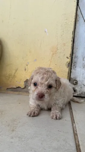 Filhotes de Poodle Mini Disponíveis!