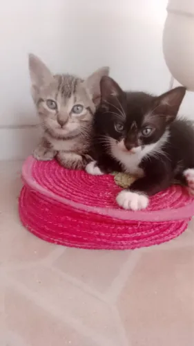 Doação de gatinhas 