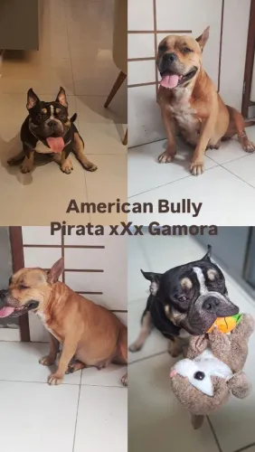Filhotes de American Bully
