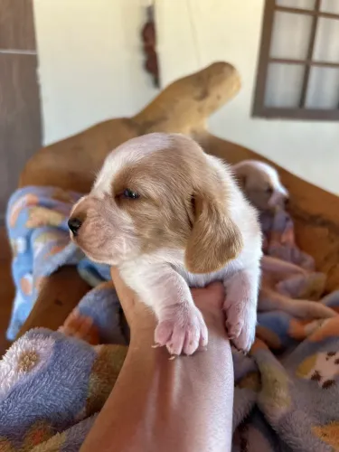 Babys orelhudos BASSET HOUND