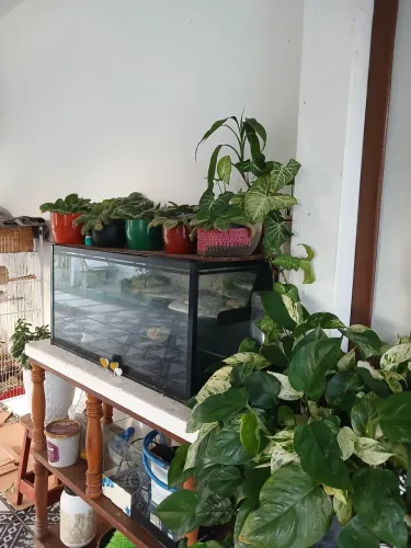 Aquário grande pra peixe e tartaruga