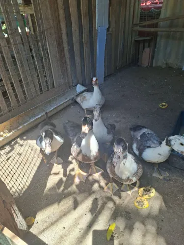 Vendo patos(a)