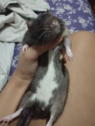 Rato Twister 