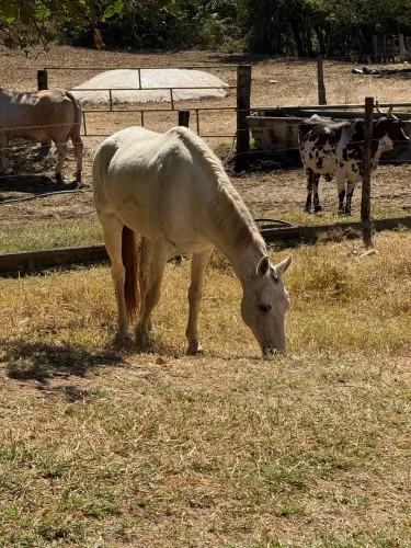 Cavalo marchador manso 