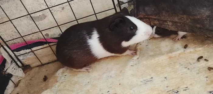 Porquinho da índia