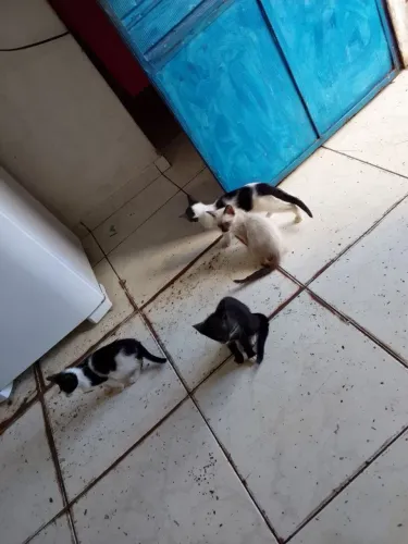 Gatos pra adoção 
