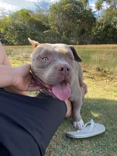 American bully pocket macho com pedigree