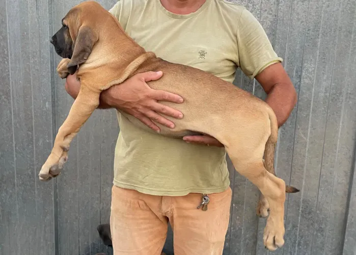 Fêmea de fila brasileiro