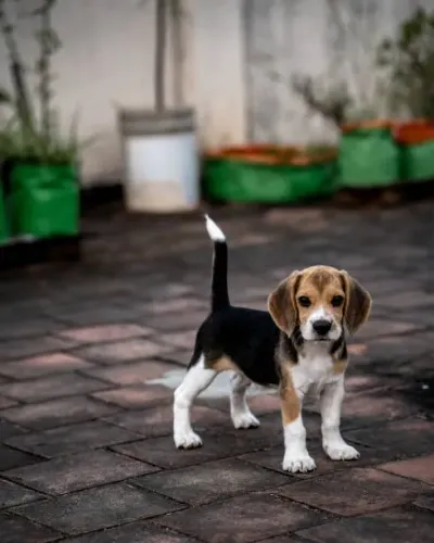 Filhote de Beagle O Pequeno Que Espalha Felicidade