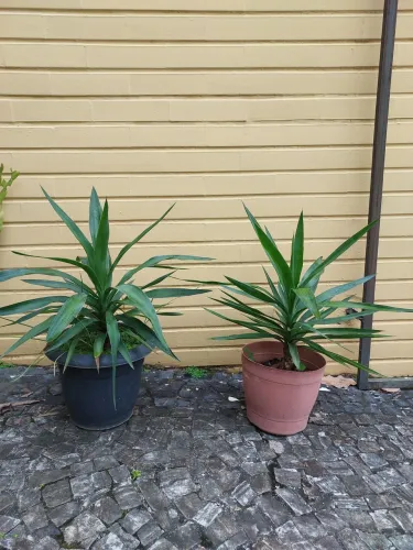 Vasos com plantas, cada.