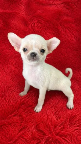 Chihuahua lindíssimo pequeno porte, ideal para apartamento