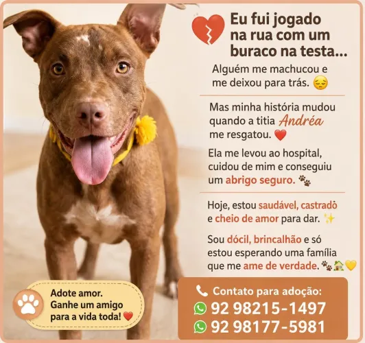 Adoção Pitbull 