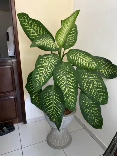 Planta comigo-ninguém-pode