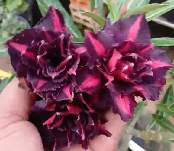 Rosa do deserto de 4 camada e florífica