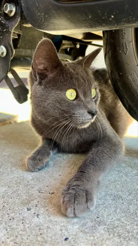 Para adoção gato Azul Russo